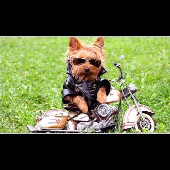 YORKIE STUD Diamond Painting - Picture 1 of 12